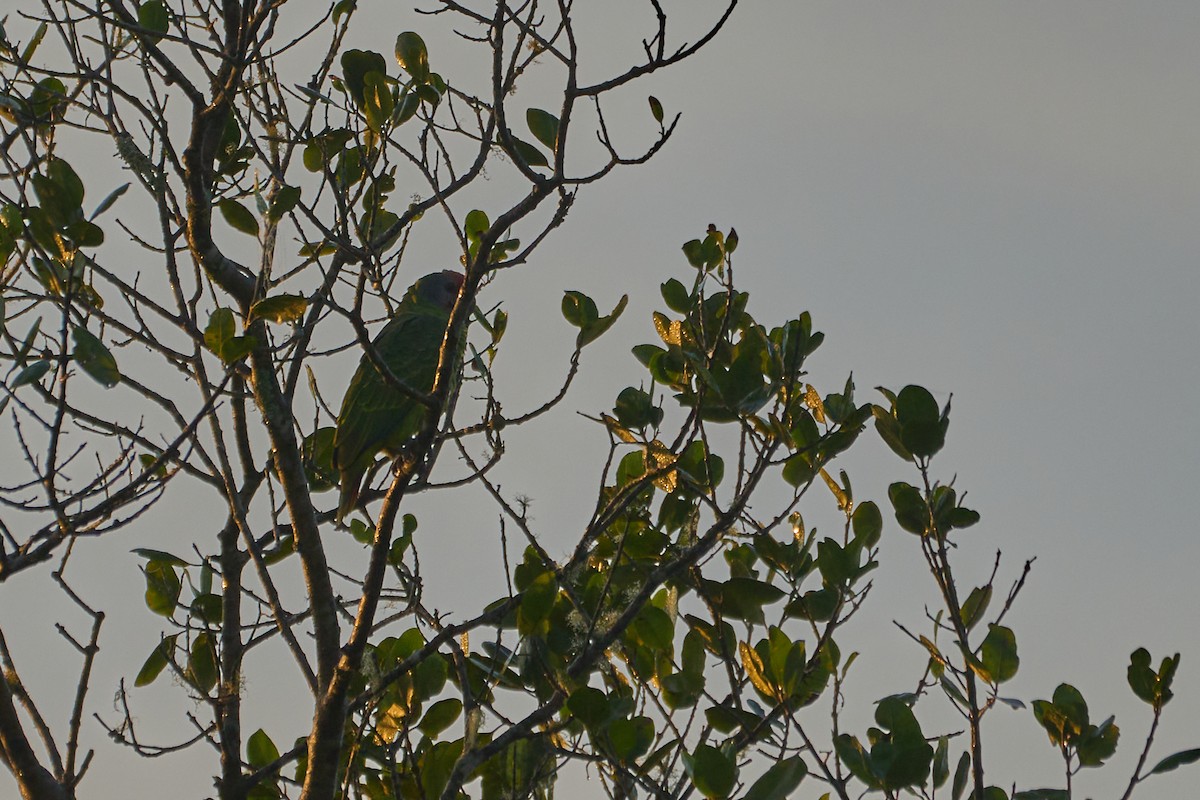 Red-tailed Parrot - ML619965225