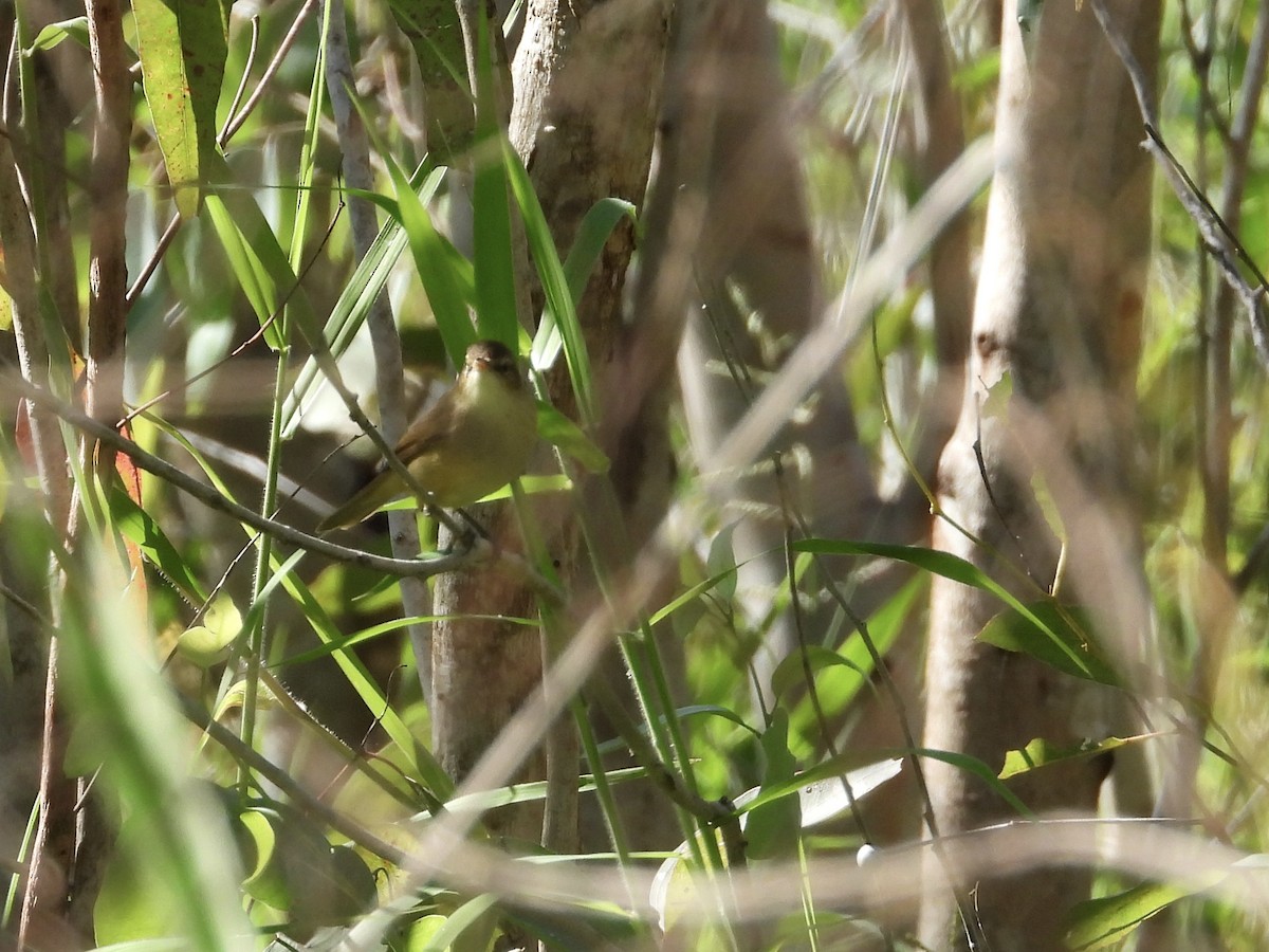 Australian Reed Warbler - ML619965233