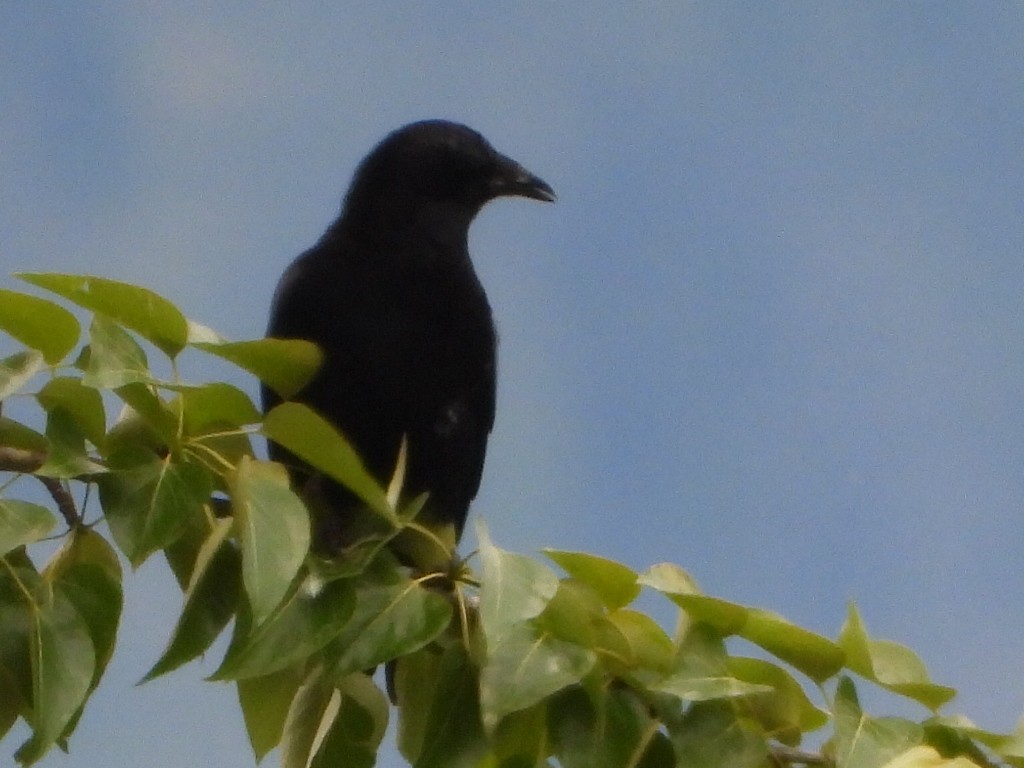 American Crow - ML619965241