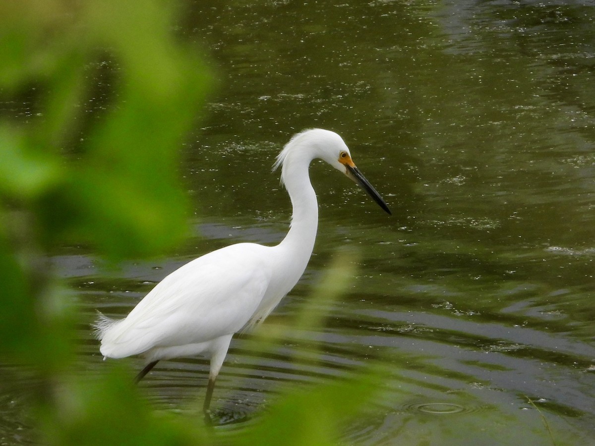 Snowy Egret - Joe Corcoran