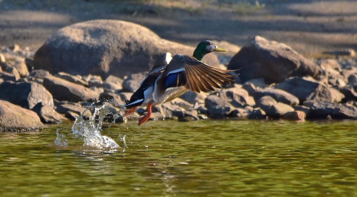 Mallard - ML619965260