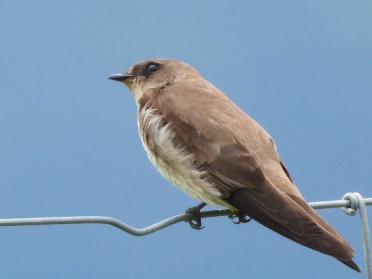 Northern Rough-winged Swallow - ML619965264