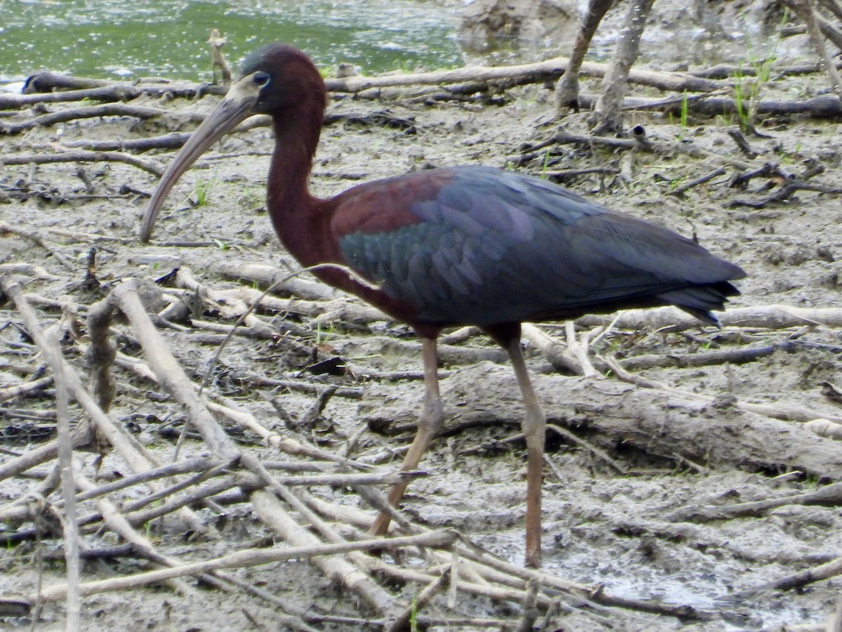 ibis hnědý - ML619965267