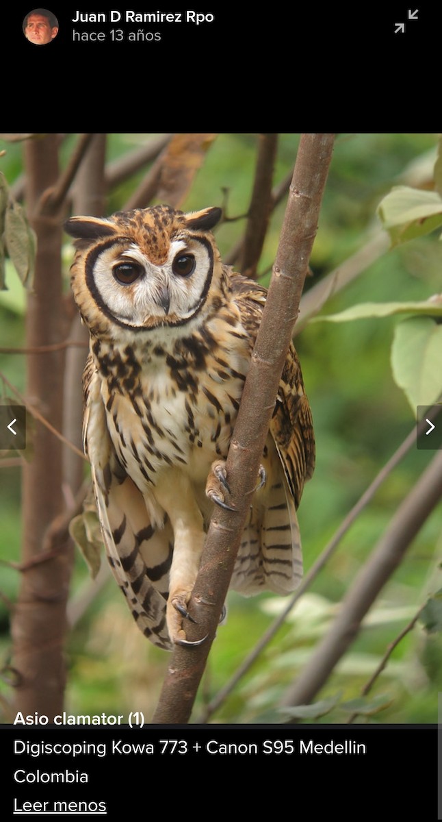 Striped Owl - ML619965268