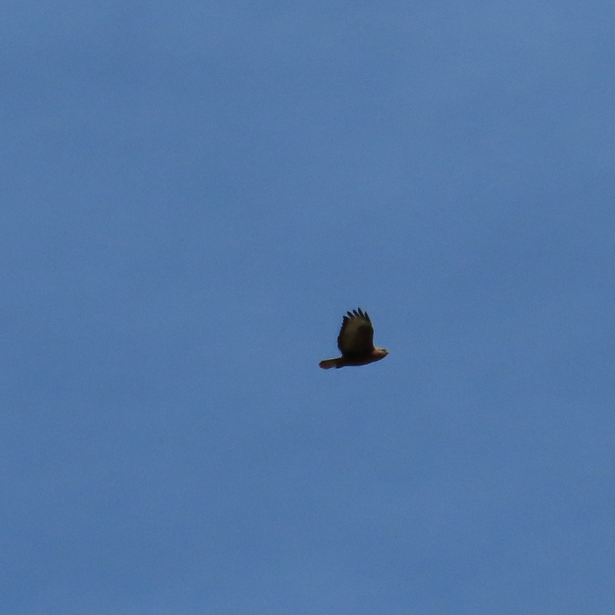 Common Buzzard (Steppe) - ML619965279