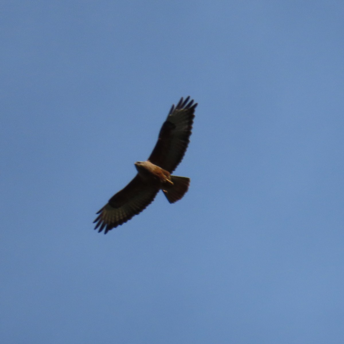 Common Buzzard (Steppe) - ML619965282