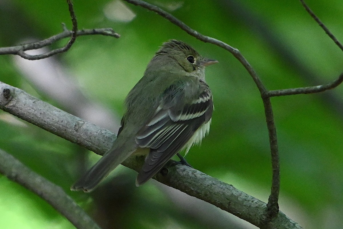 Acadian Flycatcher - ML619965299