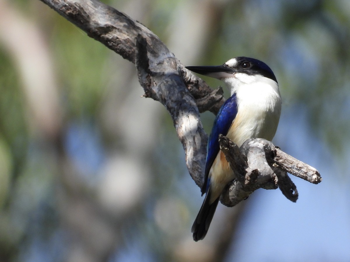 Forest Kingfisher - ML619965317