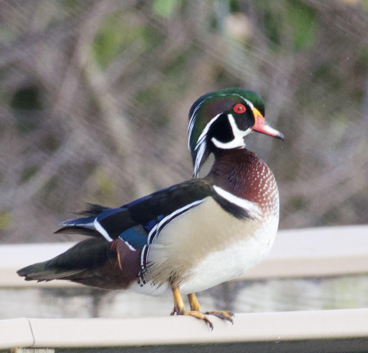 Wood Duck - ML619965322