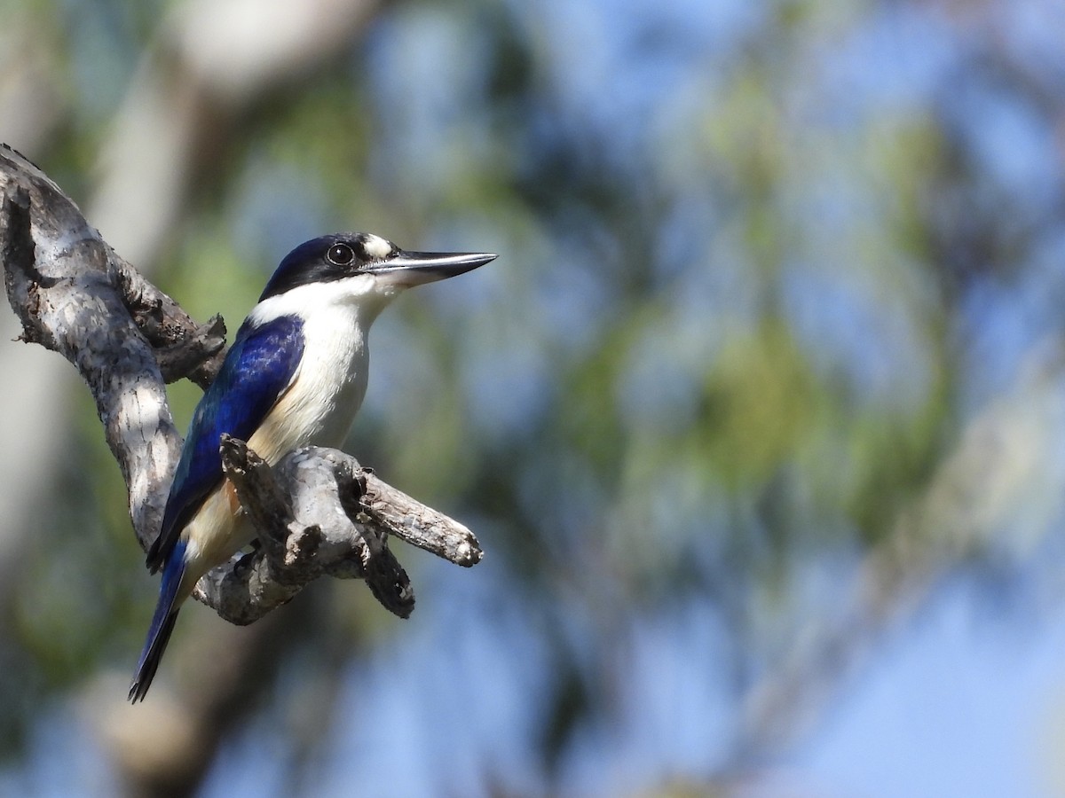 Forest Kingfisher - ML619965326