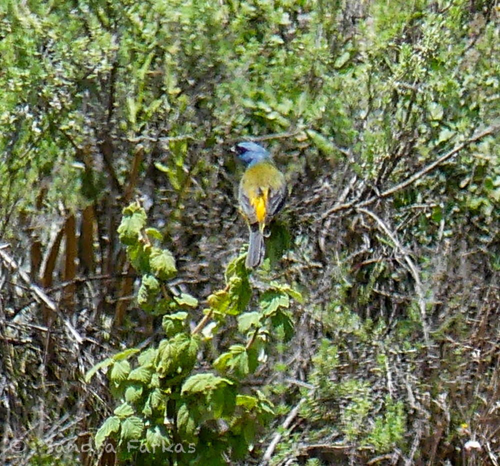 Blue-and-yellow Tanager - ML619965342