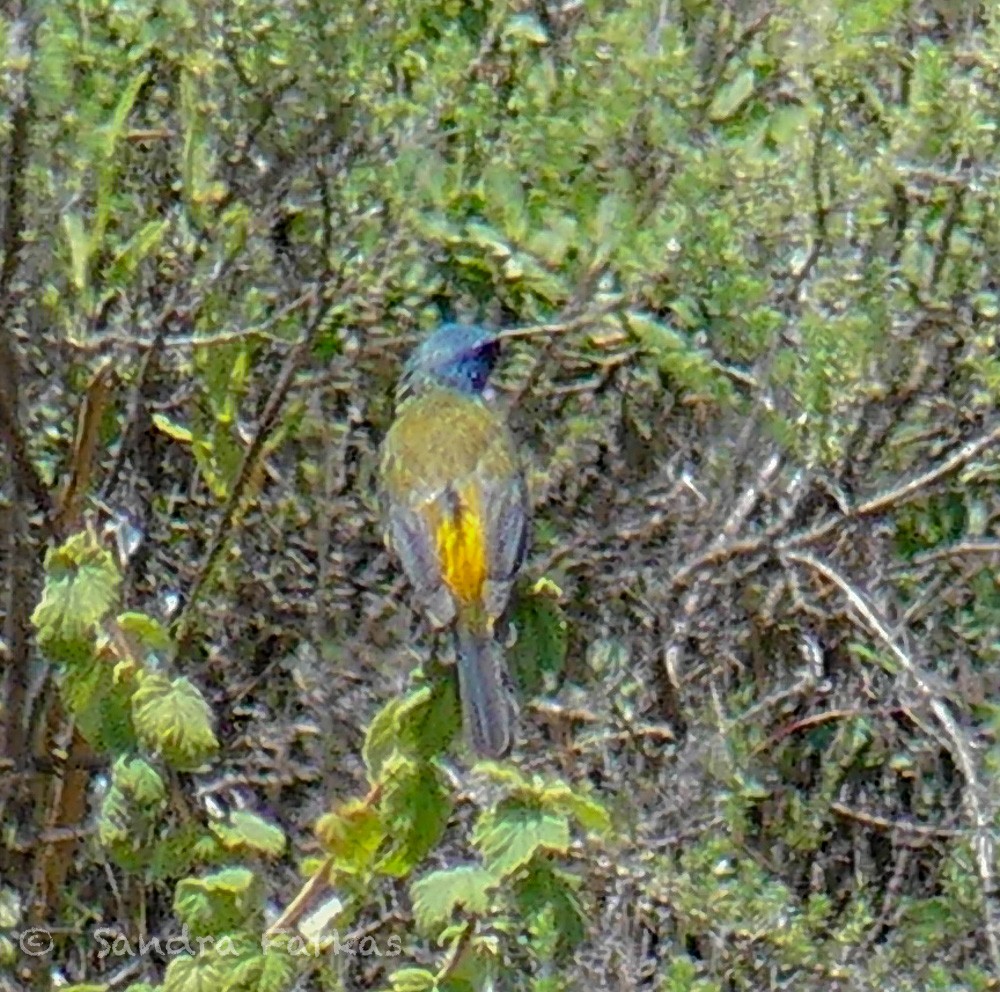 Blue-and-yellow Tanager - ML619965343