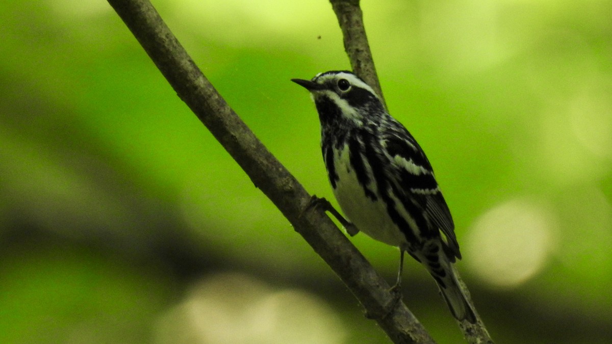 Black-and-white Warbler - ML619965347