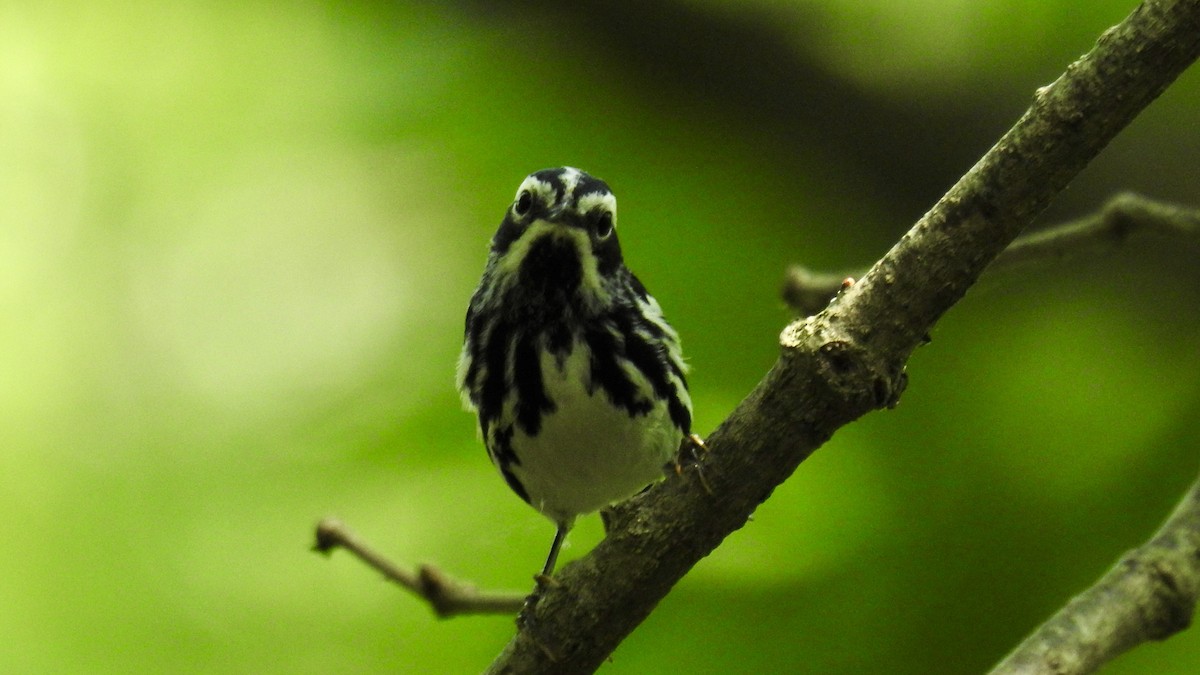 Black-and-white Warbler - ML619965348