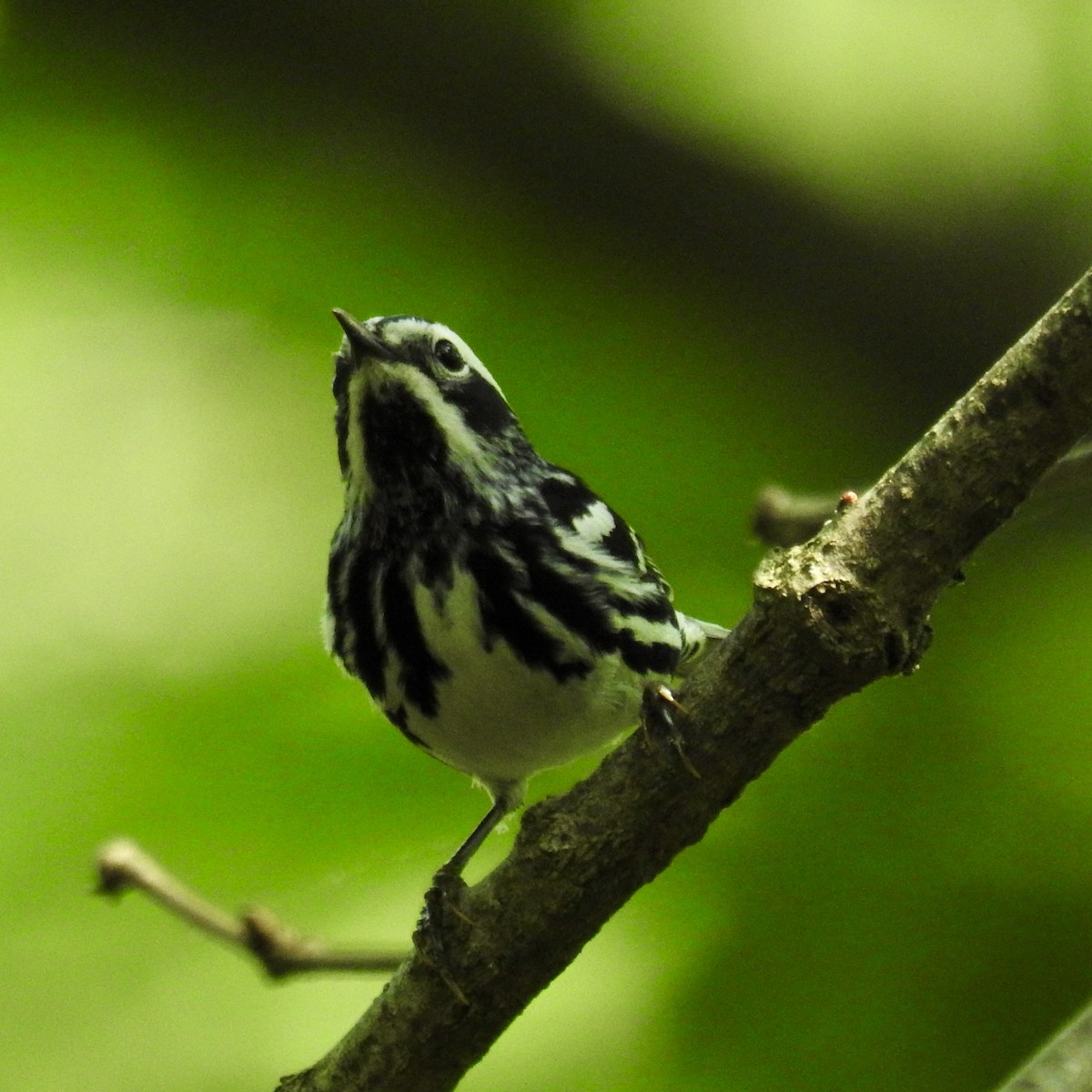 Black-and-white Warbler - ML619965349