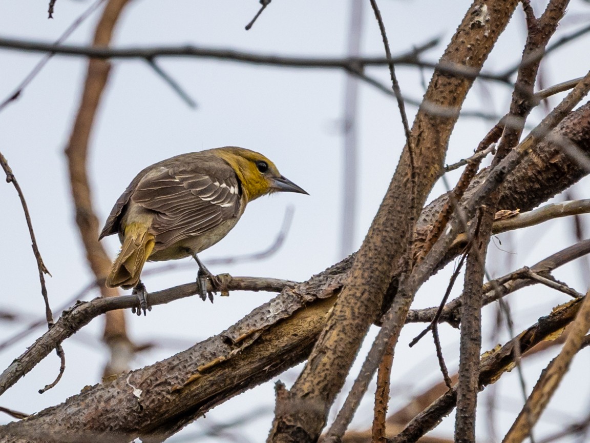 Bullock's Oriole - ML619965351