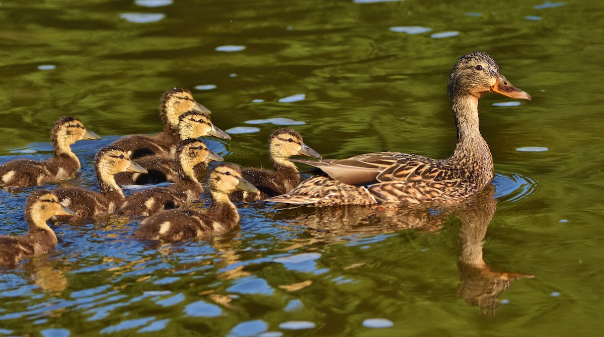 Mallard - Éric Lambert