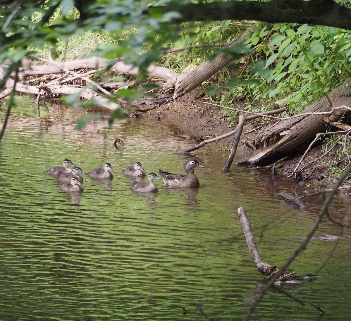 Wood Duck - ML619965377