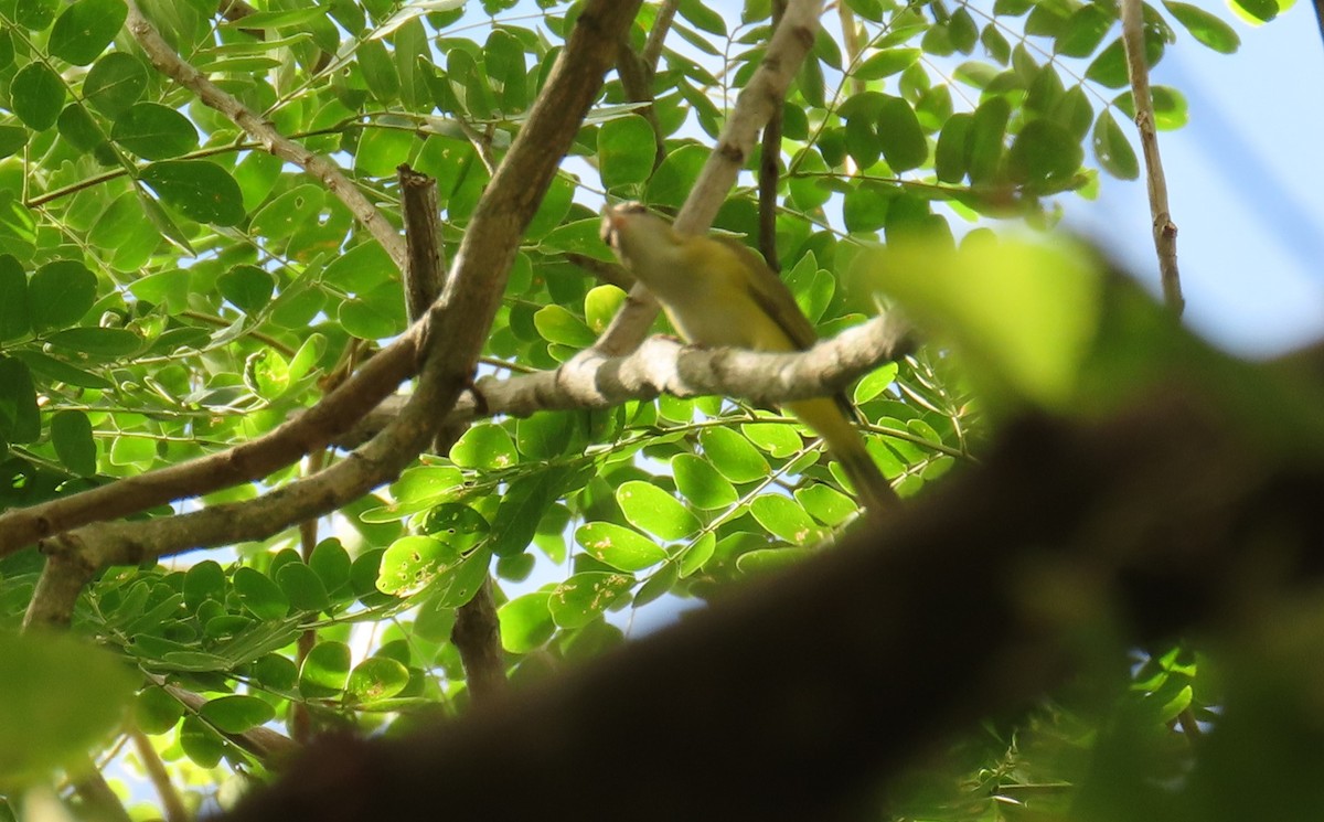 Yellow-green Vireo - ML619965396