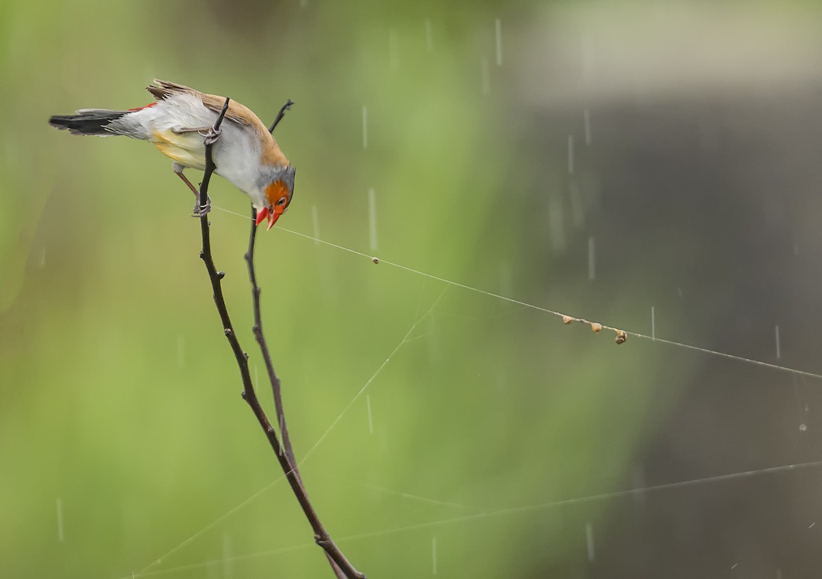 Orange-cheeked Waxbill - ML619965412