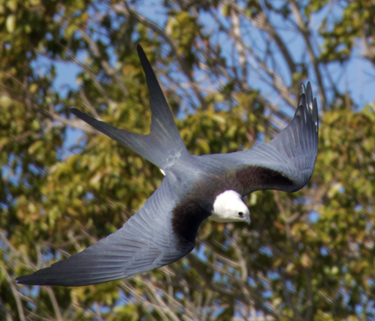 Swallow-tailed Kite - ML619965416