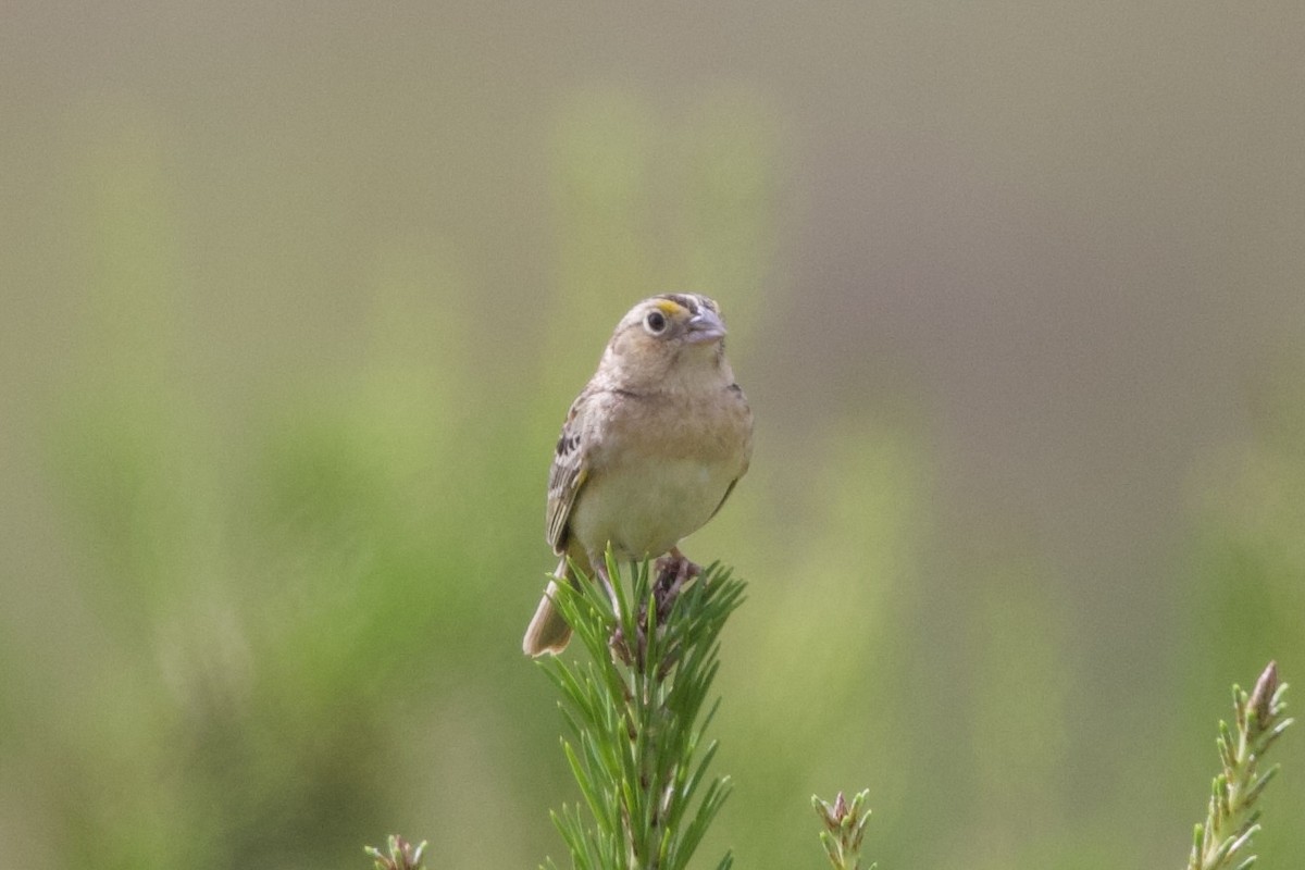 Grasshopper Sparrow - Scott McGinnis