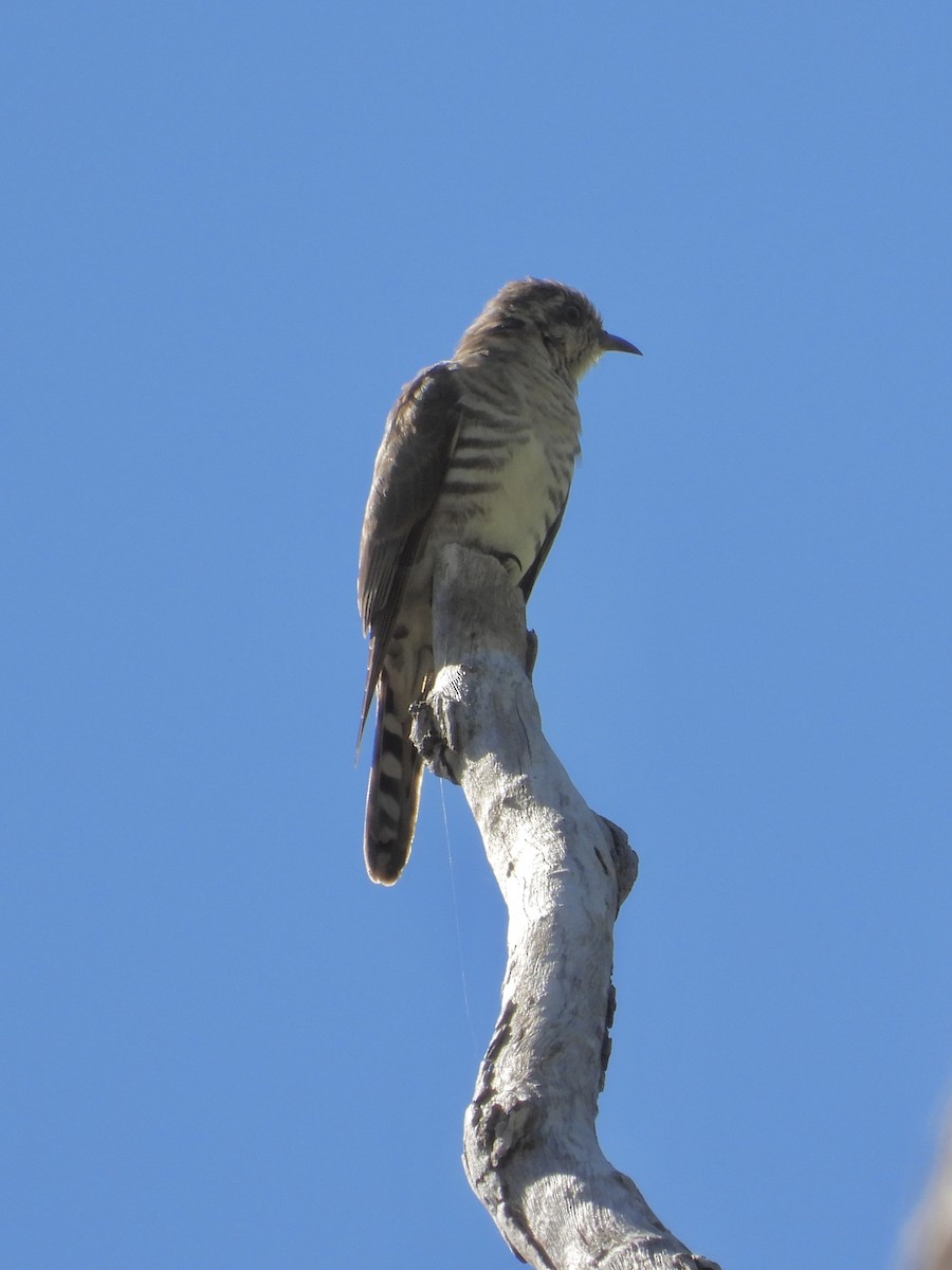 Horsfield's Bronze-Cuckoo - ML619965422