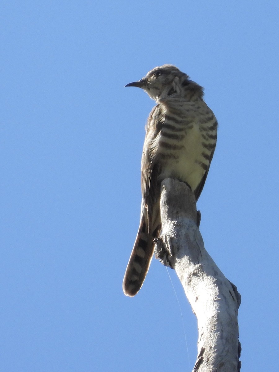 Horsfield's Bronze-Cuckoo - ML619965423