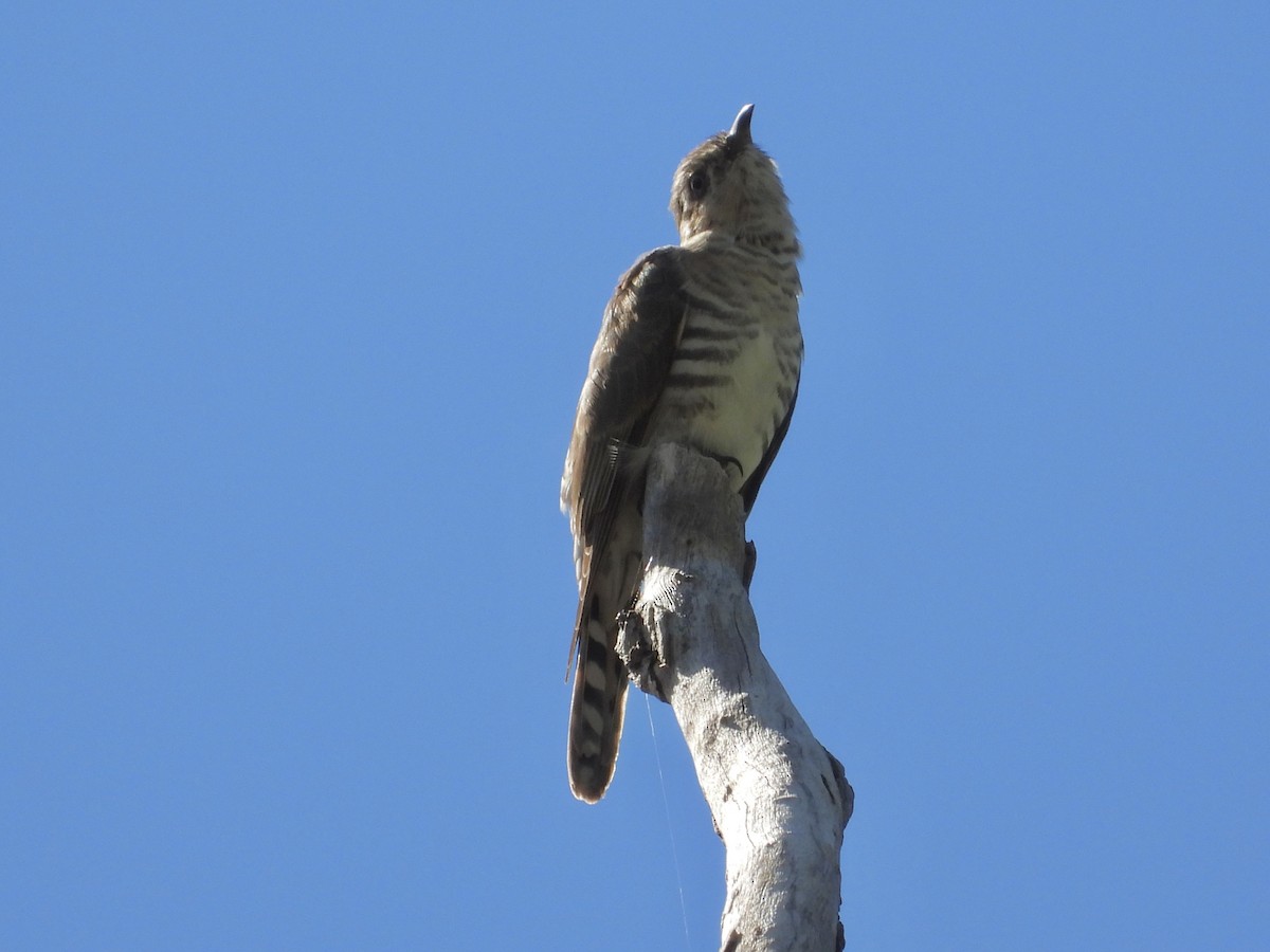 Horsfield's Bronze-Cuckoo - ML619965424