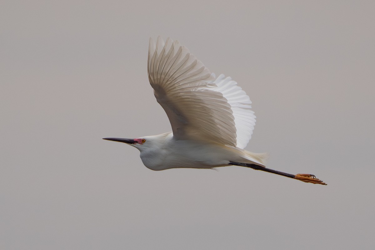 Snowy Egret - ML619965433