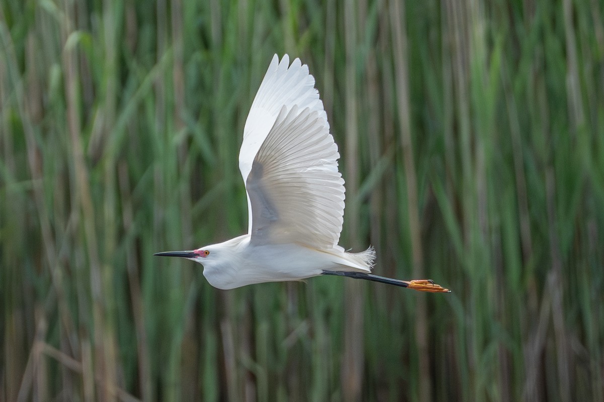 Snowy Egret - ML619965434