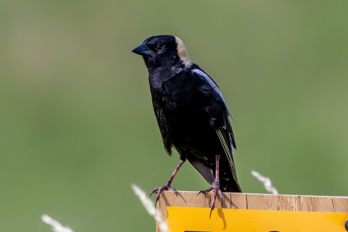 Bobolink - ML619965436