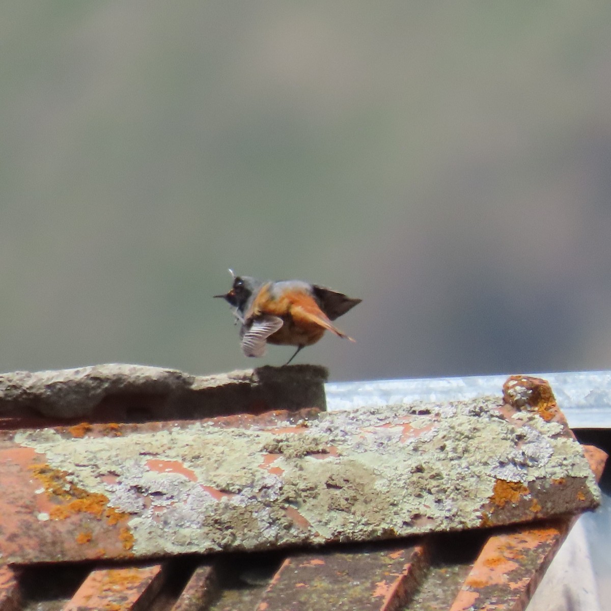 Black Redstart (Eastern) - ML619965447