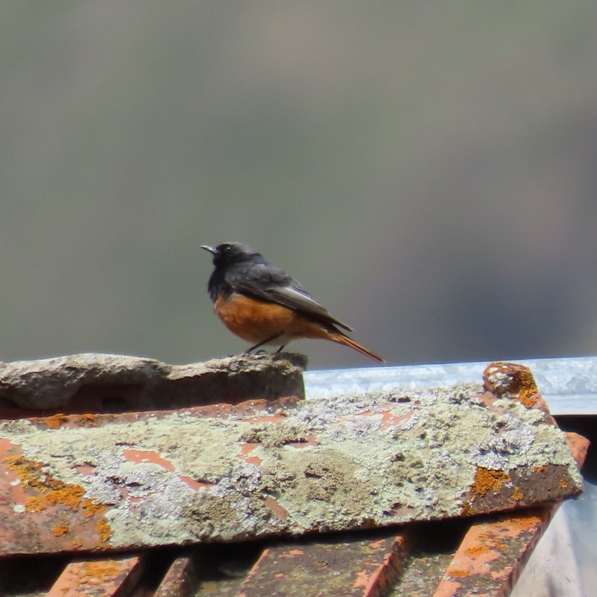 Black Redstart (Eastern) - ML619965448