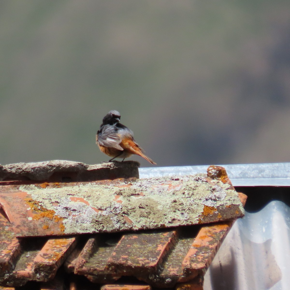 Black Redstart (Eastern) - ML619965449