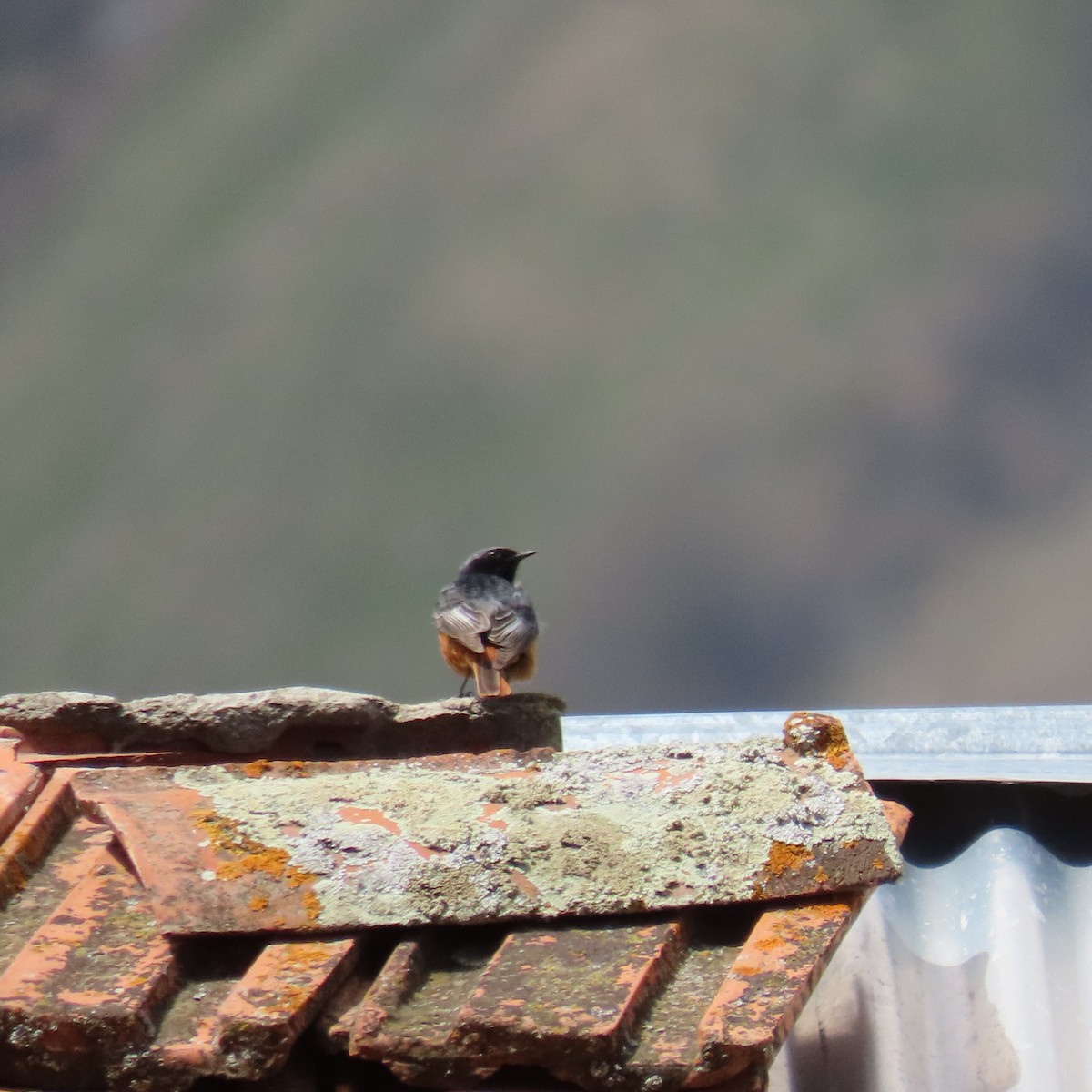 Black Redstart (Eastern) - ML619965450