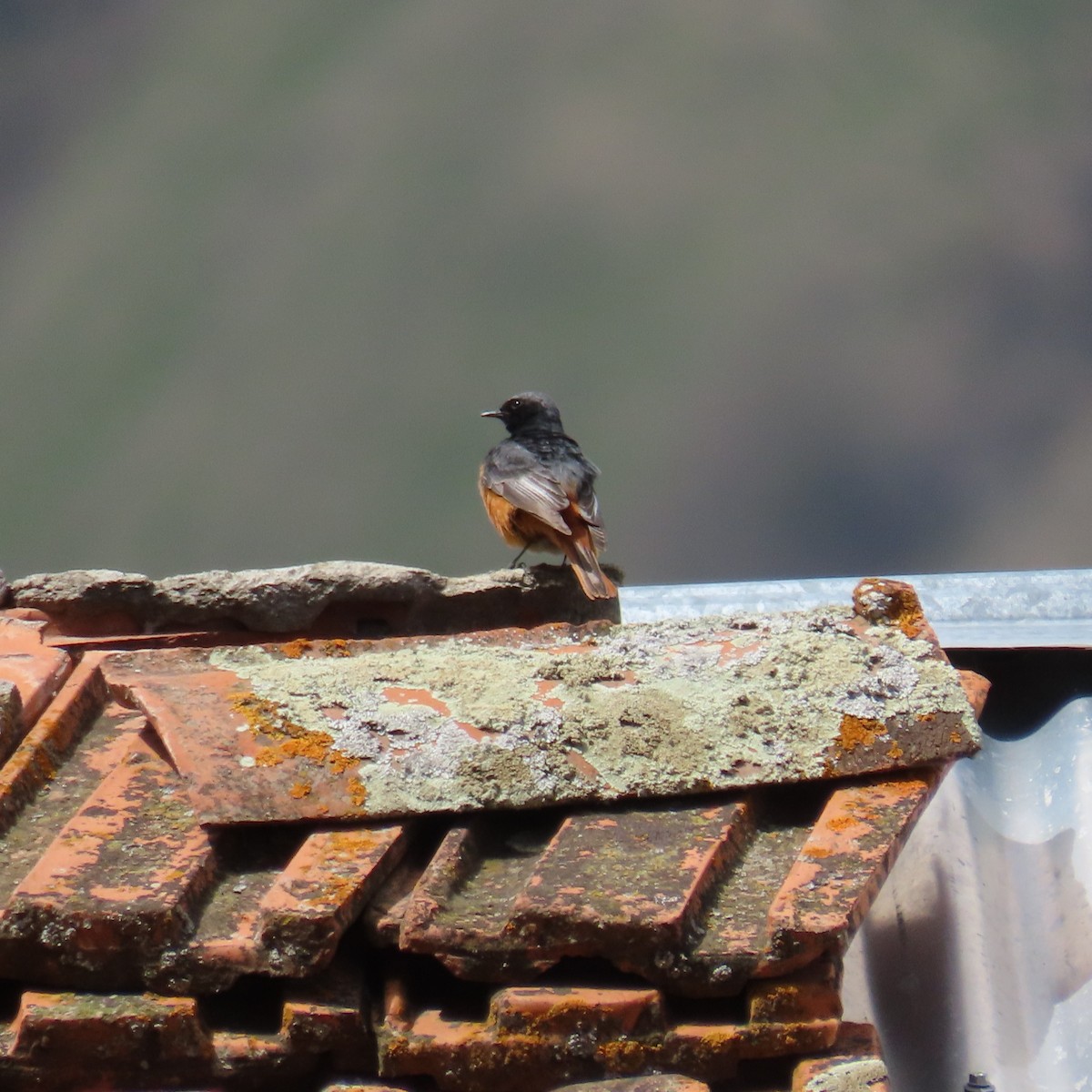 Black Redstart (Eastern) - ML619965451