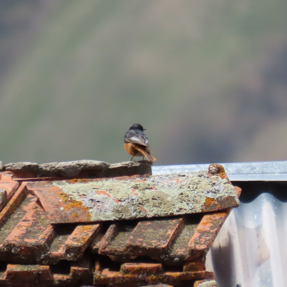 Black Redstart (Eastern) - ML619965452