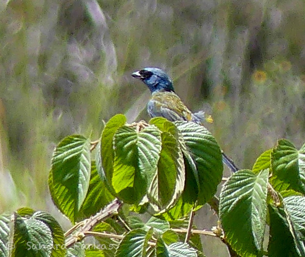 Blue-and-yellow Tanager - ML619965456