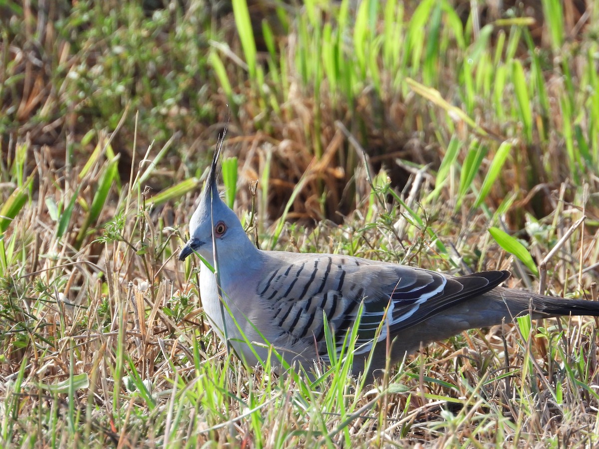 Crested Pigeon - ML619965457