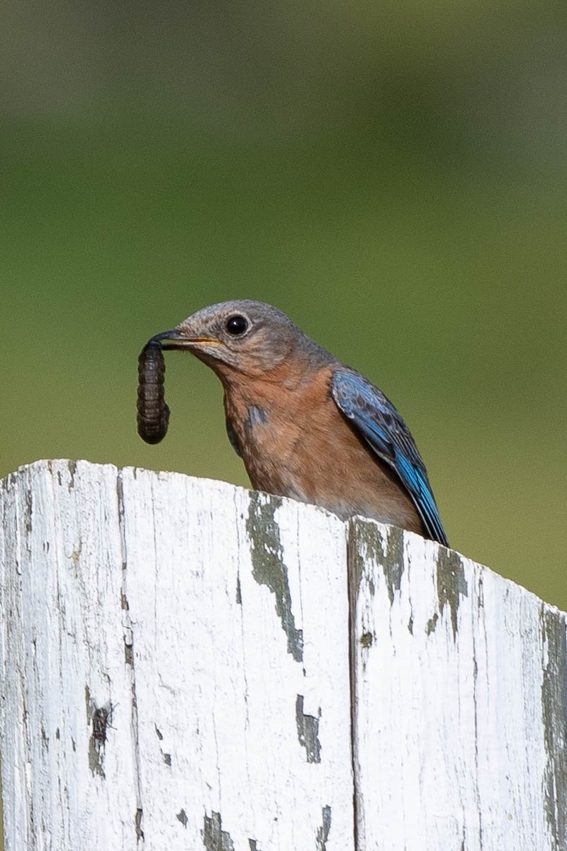 Eastern Bluebird - ML619965463