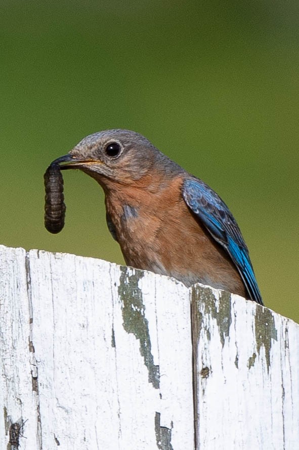 Eastern Bluebird - ML619965464