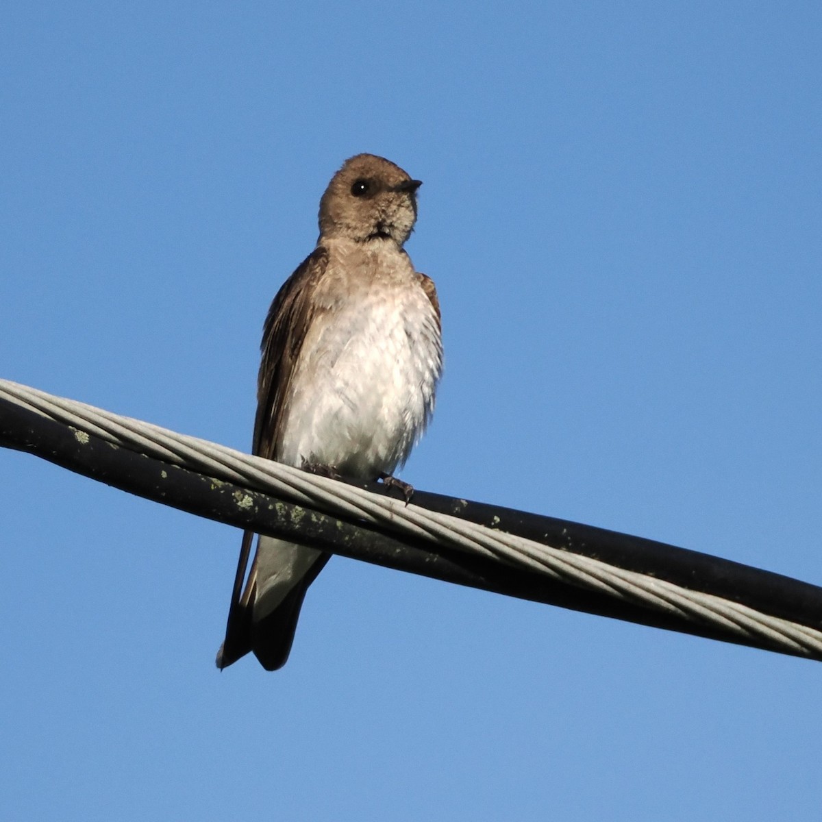 Northern Rough-winged Swallow - ML619965478