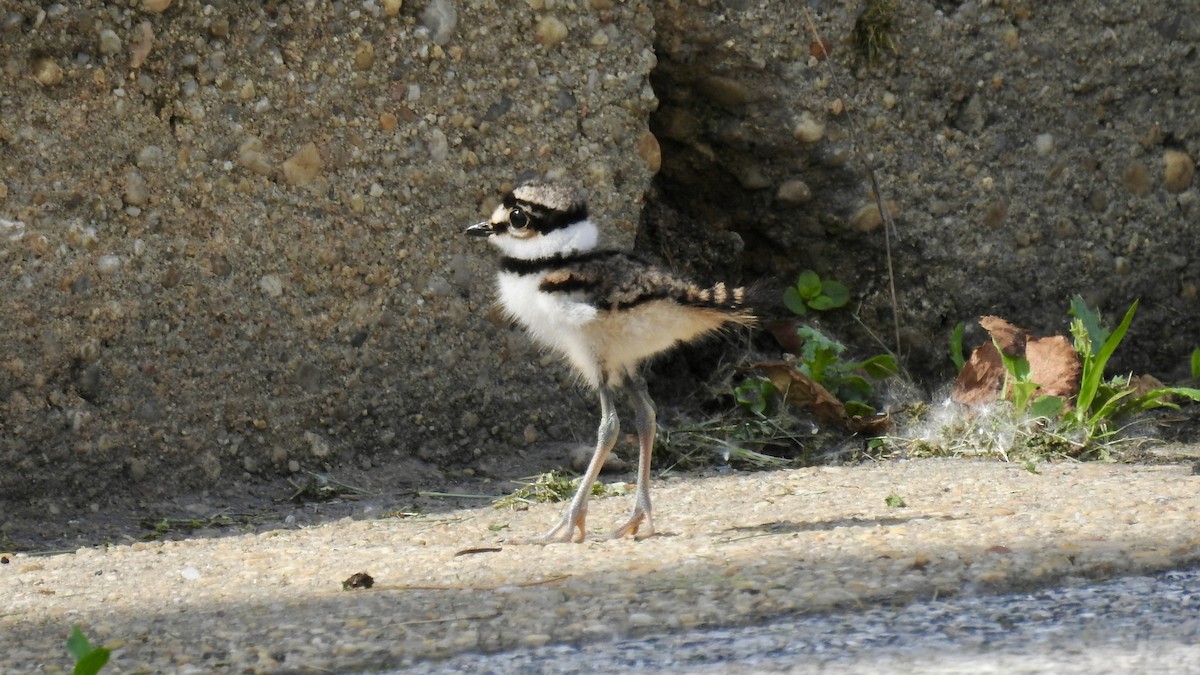 Killdeer - ML619965488