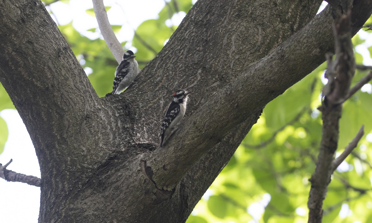 Downy Woodpecker (Eastern) - ML619965491