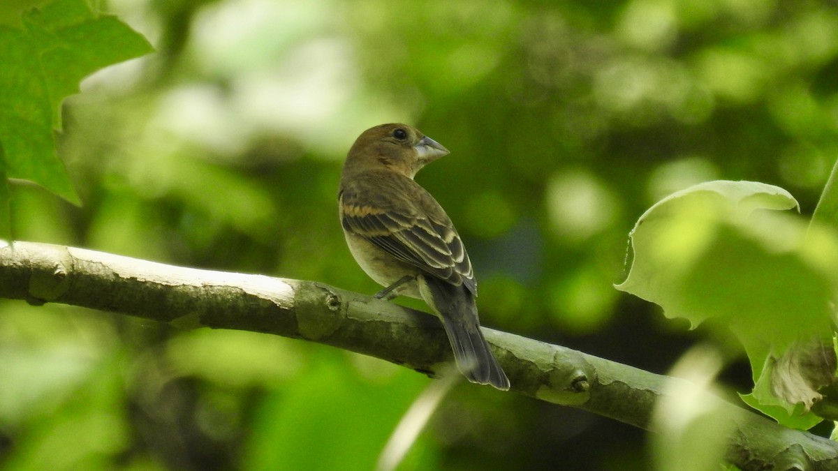 Blue Grosbeak - ML619965493