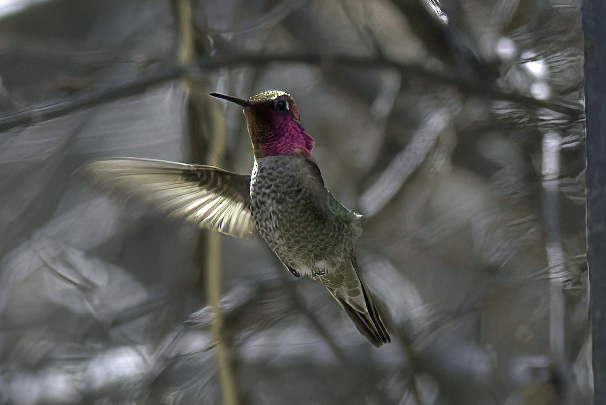 Anna's Hummingbird - ML619965513