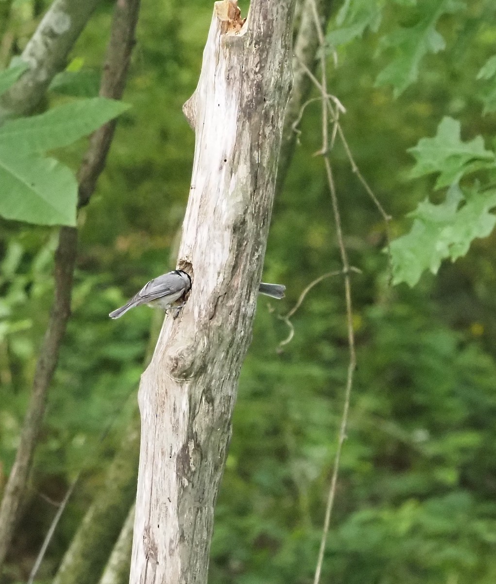 Carolina/Black-capped Chickadee - Anthony Gehman