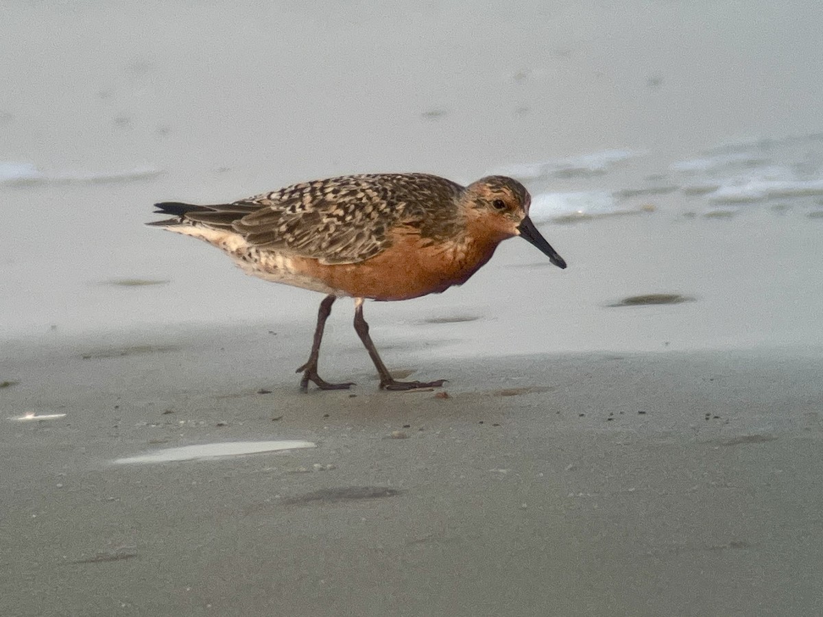 Red Knot - ML619965533