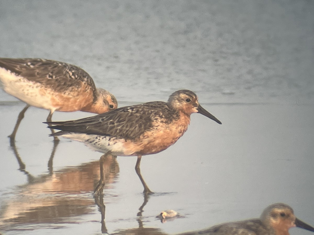 Red Knot - ML619965534